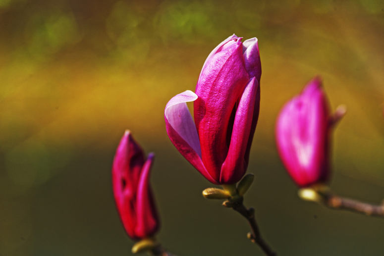 点击大图看下一张：一组含苞待放的紫玉兰图片欣赏