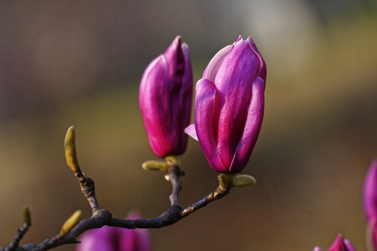 点击大图看下一张：一组含苞待放的紫玉兰图片欣赏