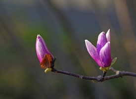 一组含苞待放的紫玉兰图片欣赏