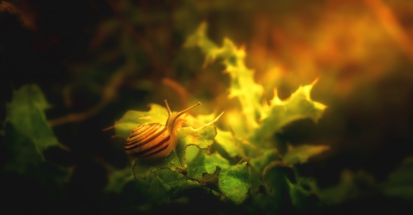 点击大图看下一张：蜷缩在植物上的蜗牛图片欣赏