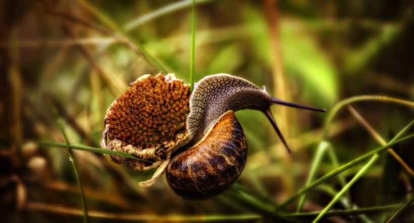 点击大图看下一张：蜷缩在植物上的蜗牛图片欣赏