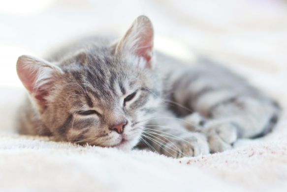 点击大图看下一张：超级迷人可爱的小猫咪眯眼图片