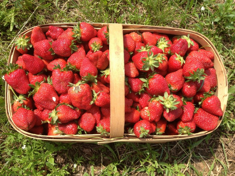 点击大图看下一张：新鲜的牛奶草莓实拍高清图片