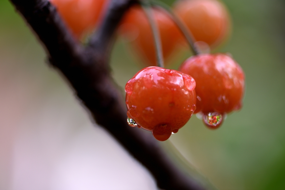 点击大图看下一张：下过雨后还留有水滴的樱桃图片欣赏