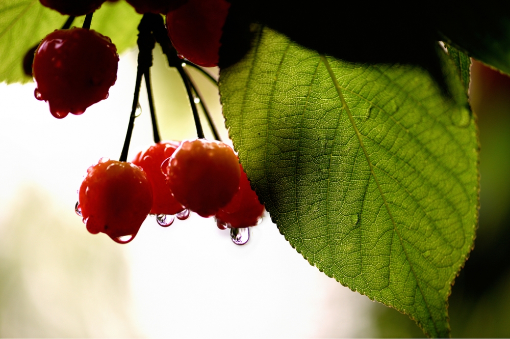 点击大图看下一张：下过雨后还留有水滴的樱桃图片欣赏