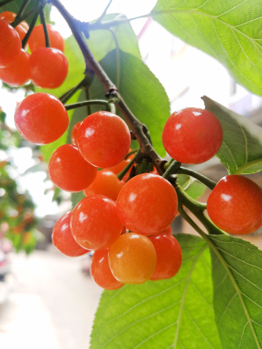 点击大图看下一张：成熟应季水果的小樱桃图片欣赏