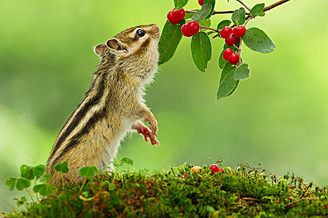 点击大图看下一张：机灵可爱跳跃的花栗鼠图片欣赏