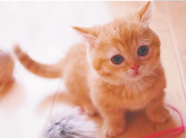 点击大图看下一张：非常可爱的棕色小猫猫图片