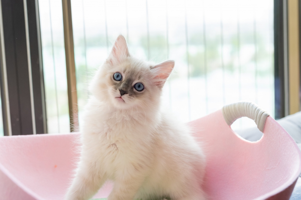 点击大图看下一张：可爱的布偶猫咪图片