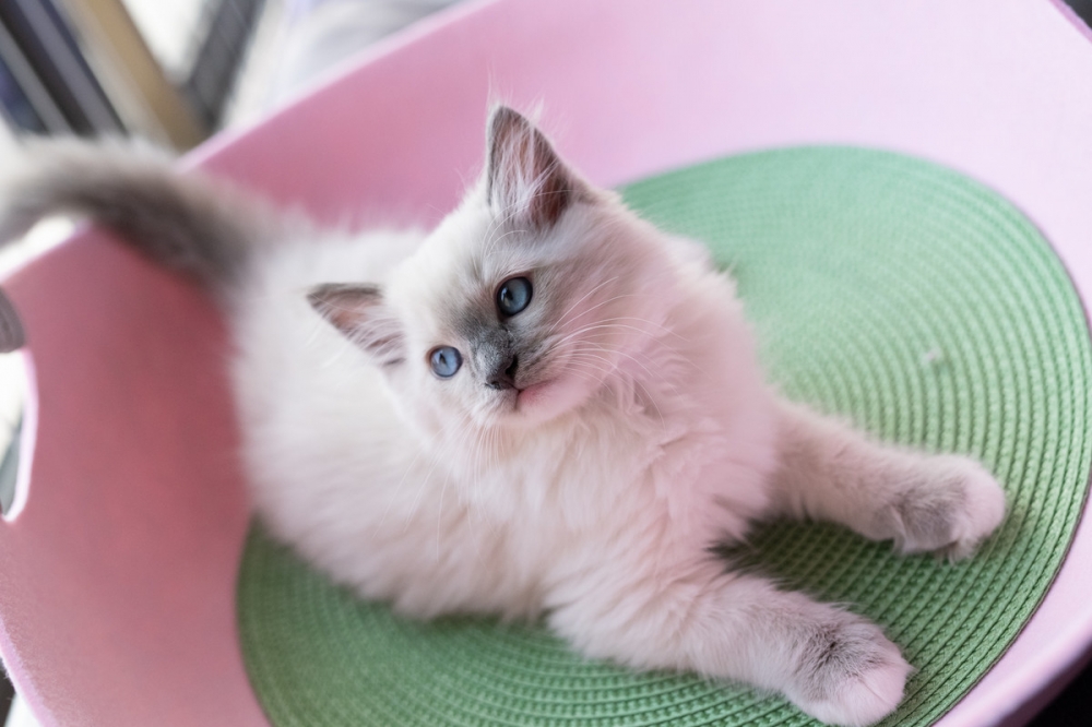 点击大图看下一张：可爱的布偶猫咪图片