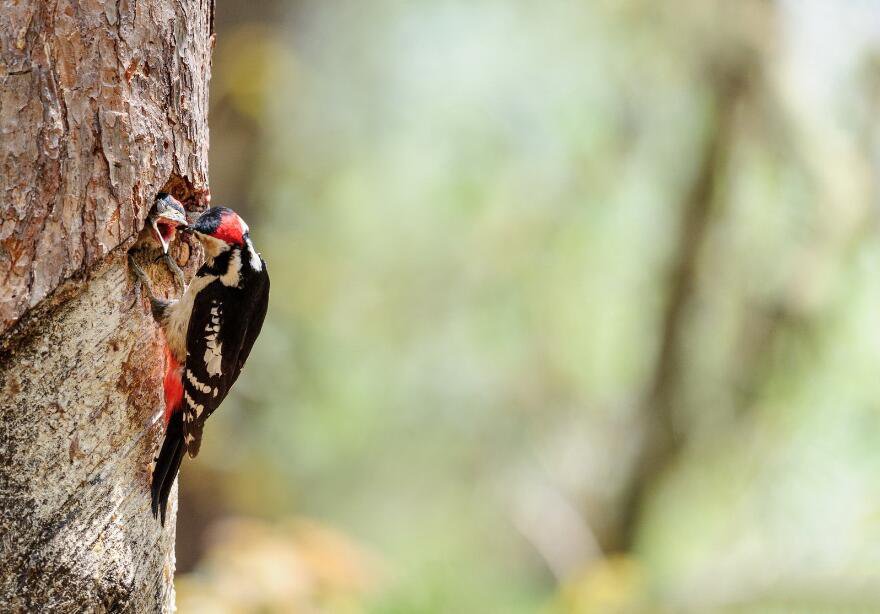 点击大图看下一张：树上的大斑啄木鸟图片
