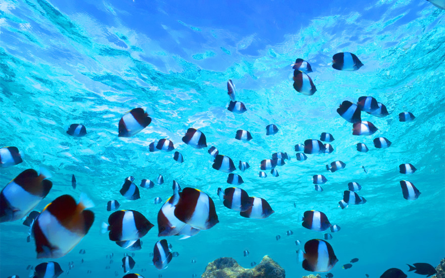 点击大图看下一张：超美的深海小鱼图片