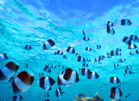 超美的深海小鱼图片