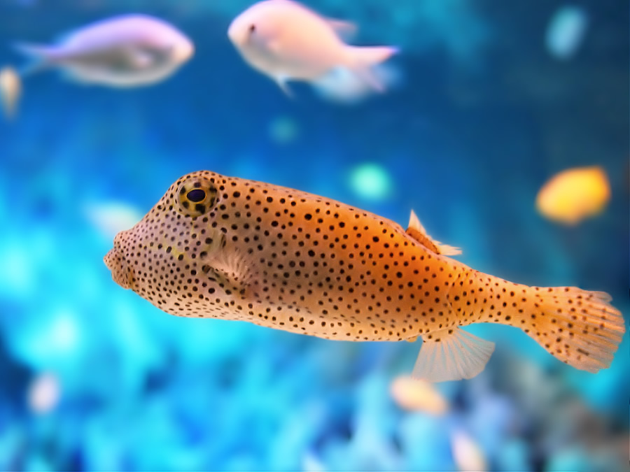 点击大图看下一张：欢快可爱的深海热带鱼