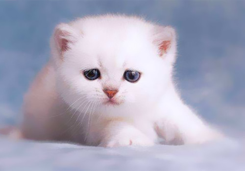 点击大图看下一张：超可爱的小猫咪