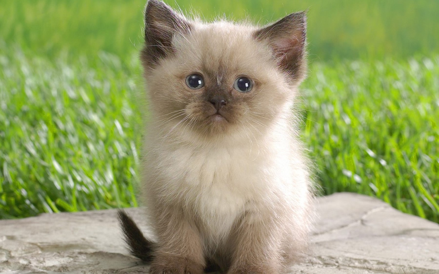 点击大图看下一张:短毛宠物猫纯种的暹罗猫图片