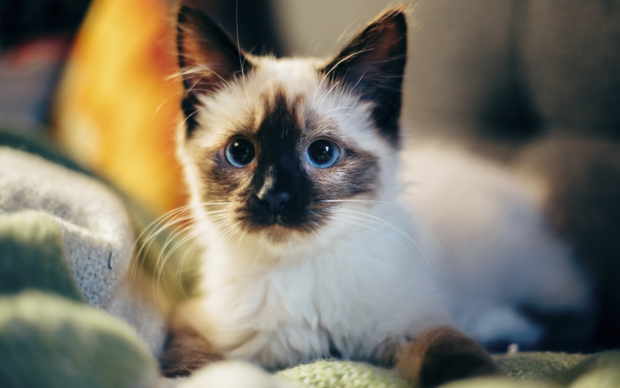 点击大图看下一张：短毛宠物猫纯种的暹罗猫图片