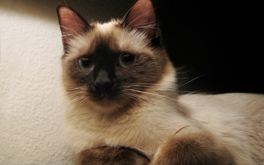 点击大图看下一张：短毛宠物猫纯种的暹罗猫图片