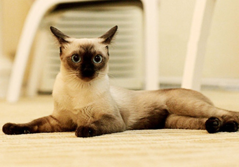 点击大图看下一张：贪玩的暹罗猫图片