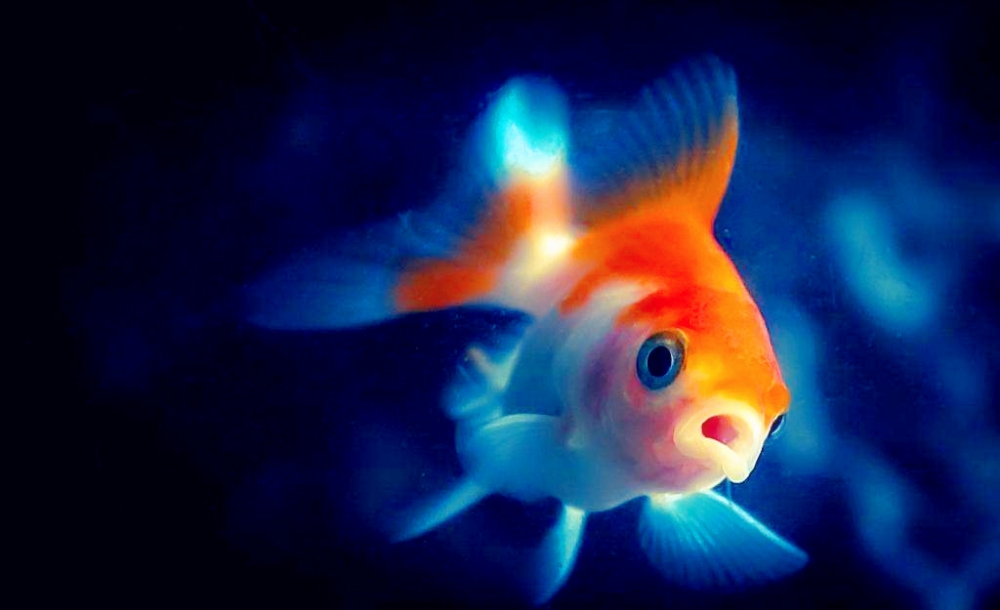 点击大图看下一张：活泼可爱的金鱼图片