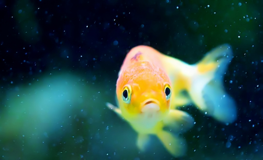 点击大图看下一张：清新可爱的小金鱼