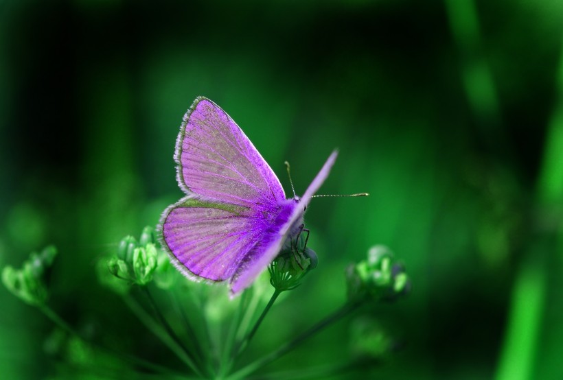 点击大图看下一张：停在植物上美丽的蝴蝶图片
