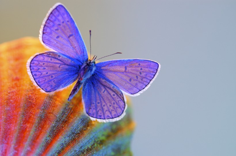 点击大图看下一张：停在植物上美丽的蝴蝶图片