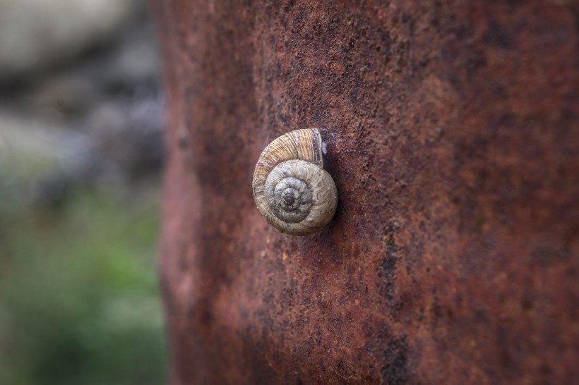 点击大图看下一张：蜷缩在蜗牛壳里的蜗牛图片