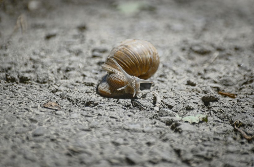 点击大图看下一张：蜷缩在蜗牛壳里的蜗牛图片