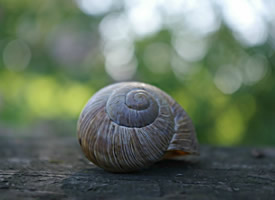 蜷缩在蜗牛壳里的蜗牛图片