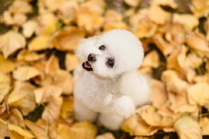 点击大图看下一张：一组毛色特别白的比熊小狗狗图片