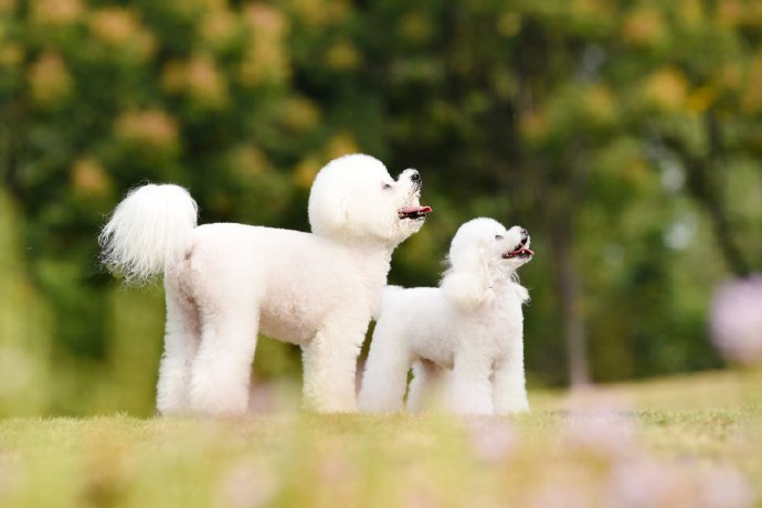 点击大图看下一张：一组毛色特别白的比熊小狗狗图片