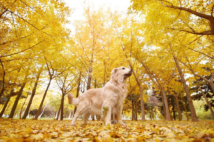 点击大图看下一张：一组唯美金黄色秋景下的狗狗图片