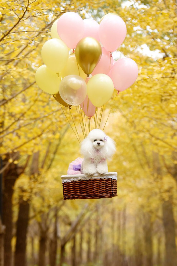 点击大图看下一张：一组唯美金黄色秋景下的狗狗图片