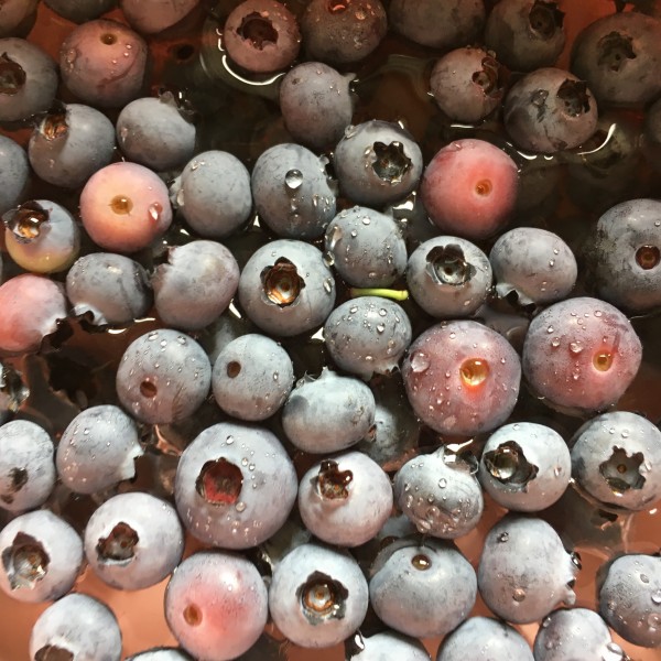 点击大图看下一张：一组新鲜成熟的蓝莓图片欣赏