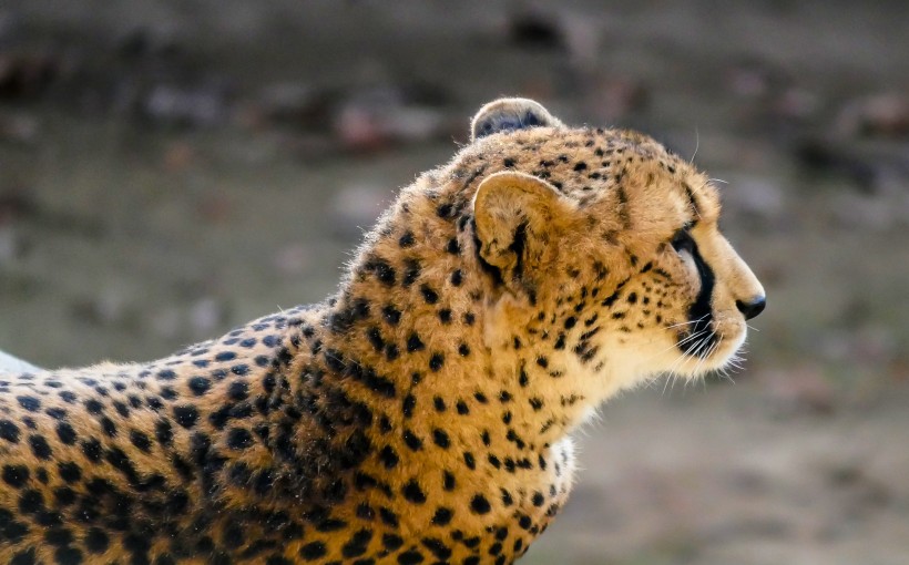 点击大图看下一张：英勇凶狠的野生猎豹图片欣赏