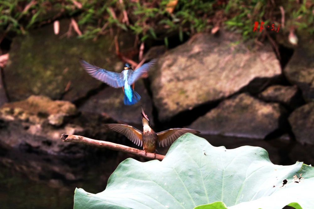 点击大图看下一张：两只翠鸟嬉戏争斗的图片欣赏