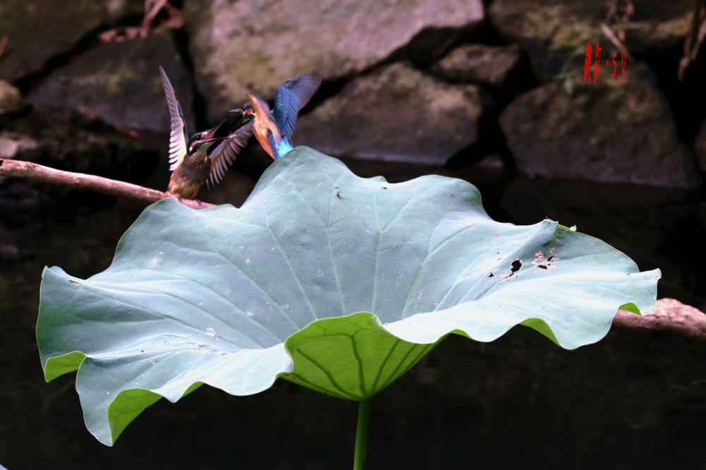 点击大图看下一张：两只翠鸟嬉戏争斗的图片欣赏