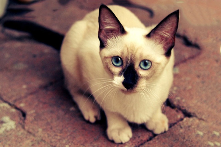 点击大图看下一张：盯着你看的暹罗猫高清图片