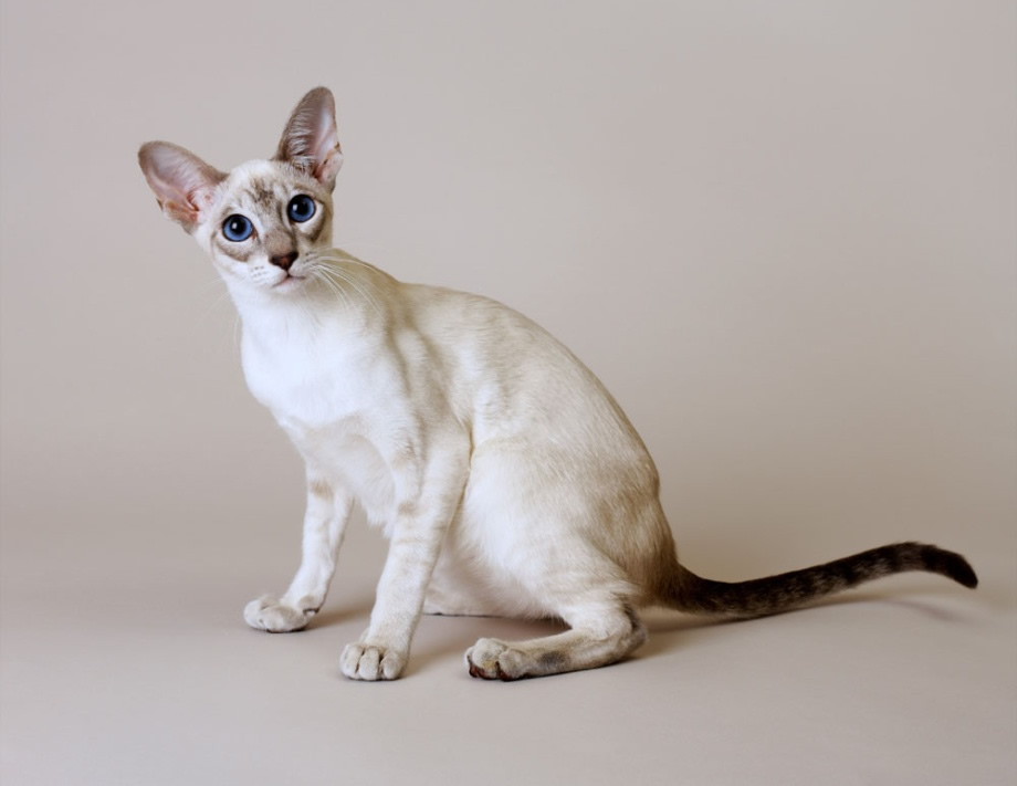 点击大图看下一张：高价格的暹罗猫图片