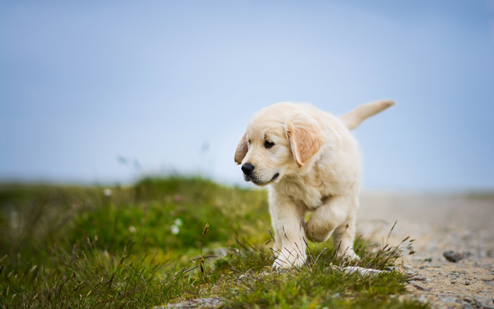 点击大图看下一张：一组超可爱温顺的金毛寻回犬幼犬图片