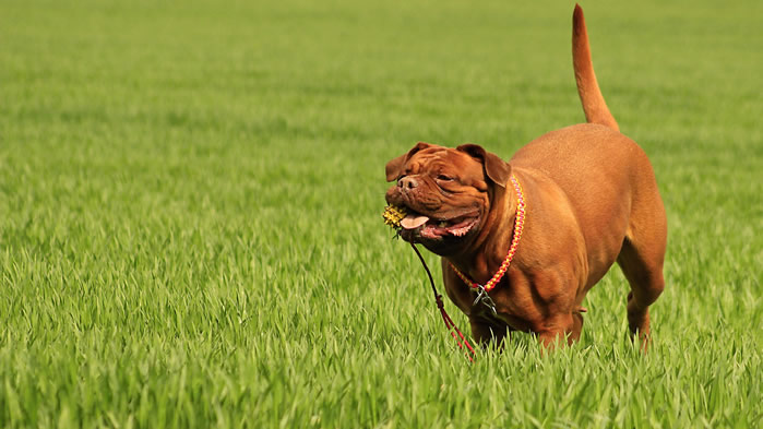 点击大图看下一张：一组憨厚可爱的波尔多犬图片欣赏