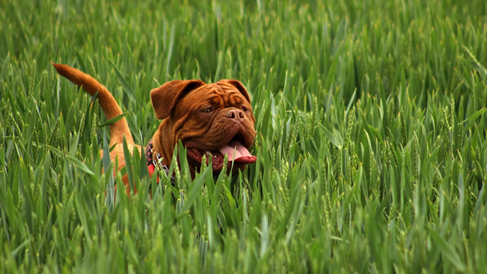 点击大图看下一张：一组憨厚可爱的波尔多犬图片欣赏