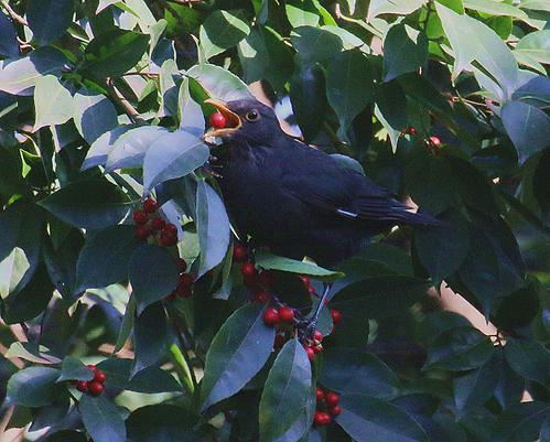 点击大图看下一张：乌鸫鸟吃果子的图片