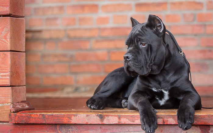 点击大图看下一张：一组帅气黑色的猛犬卡斯罗图片