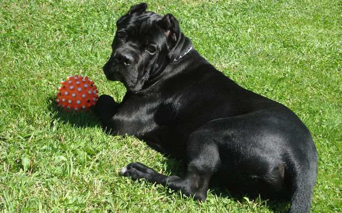 点击大图看下一张：一组帅气黑色的猛犬卡斯罗图片