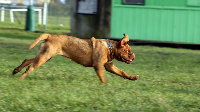 点击大图看下一张：一组喜欢在草地上玩耍的波尔多犬