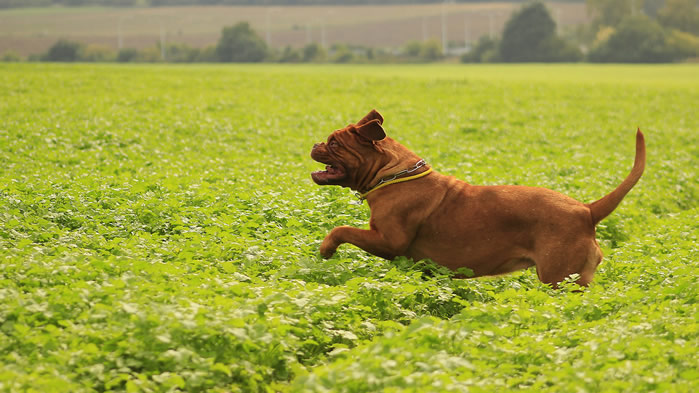 点击大图看下一张：一组喜欢在草地上玩耍的波尔多犬
