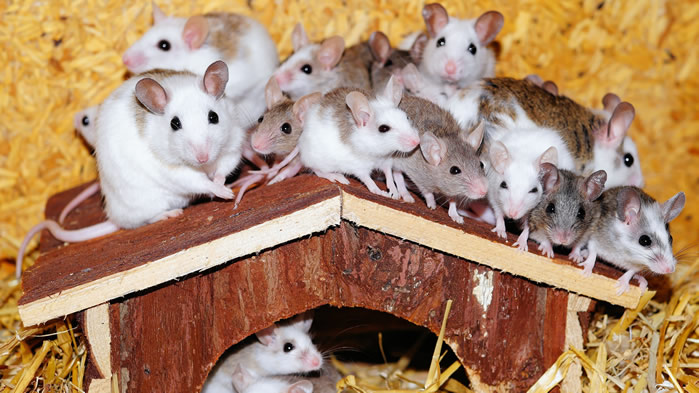 点击大图看下一张：一组小巧聪明的小老鼠图片欣赏