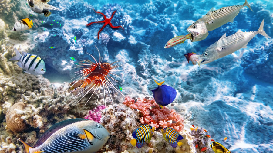 点击大图看下一张：畅游海底的热带鱼